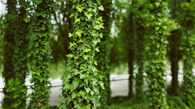 李村河生态全景示范园旅行图片 5