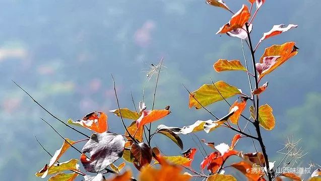 崛围山旅行图片 9