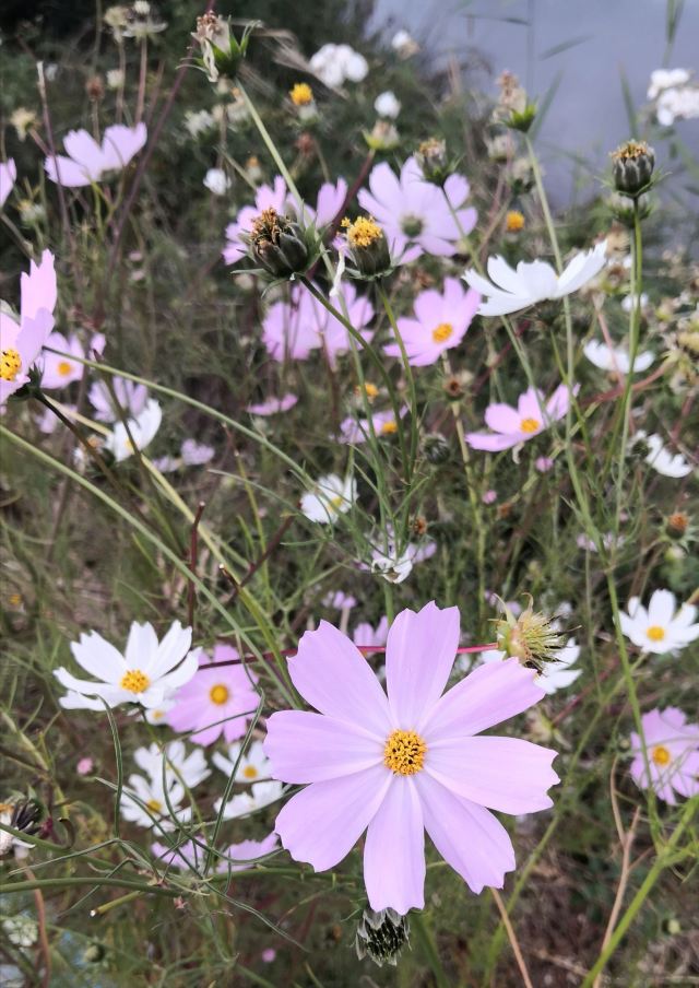 丽江花花色玫瑰庄园旅行图片 3