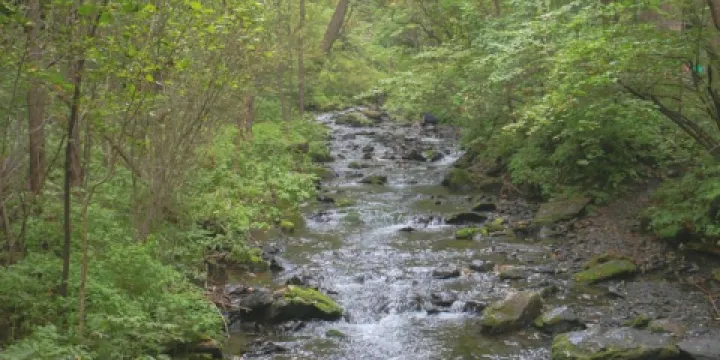 黑龍江鳳凰山國家級自然保護區