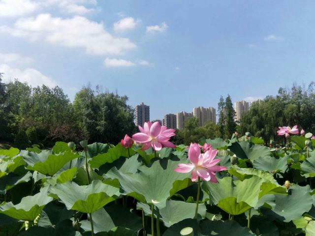 李村河生态全景示范园旅行图片 4