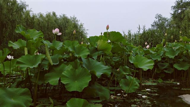 李村河生态全景示范园旅行图片 6