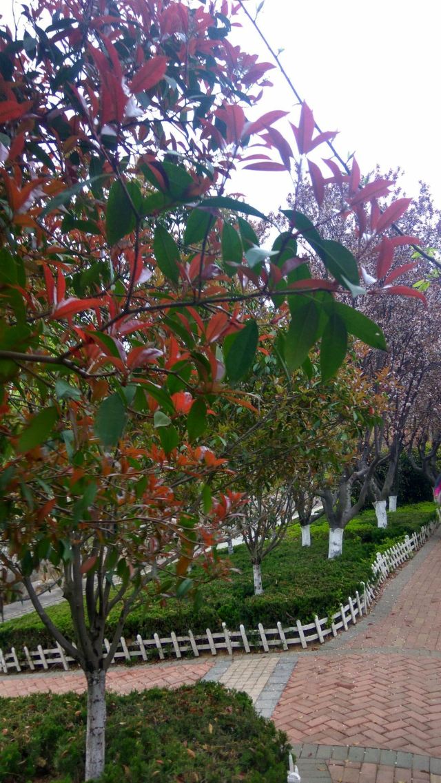 青岛市海泊河公园旅行图片 3