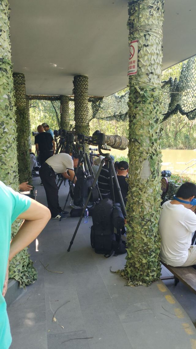 新江湾湿地生态观鸟拍鸟基地旅行图片 1