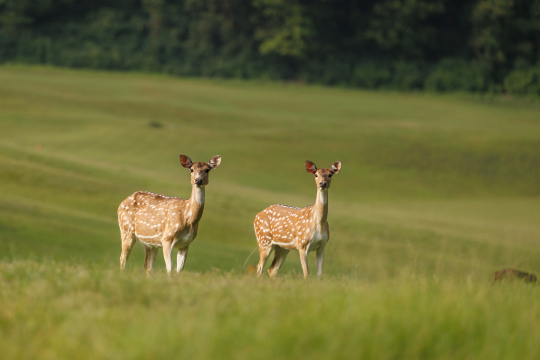 戈卡纳森林度假村酒店-官方