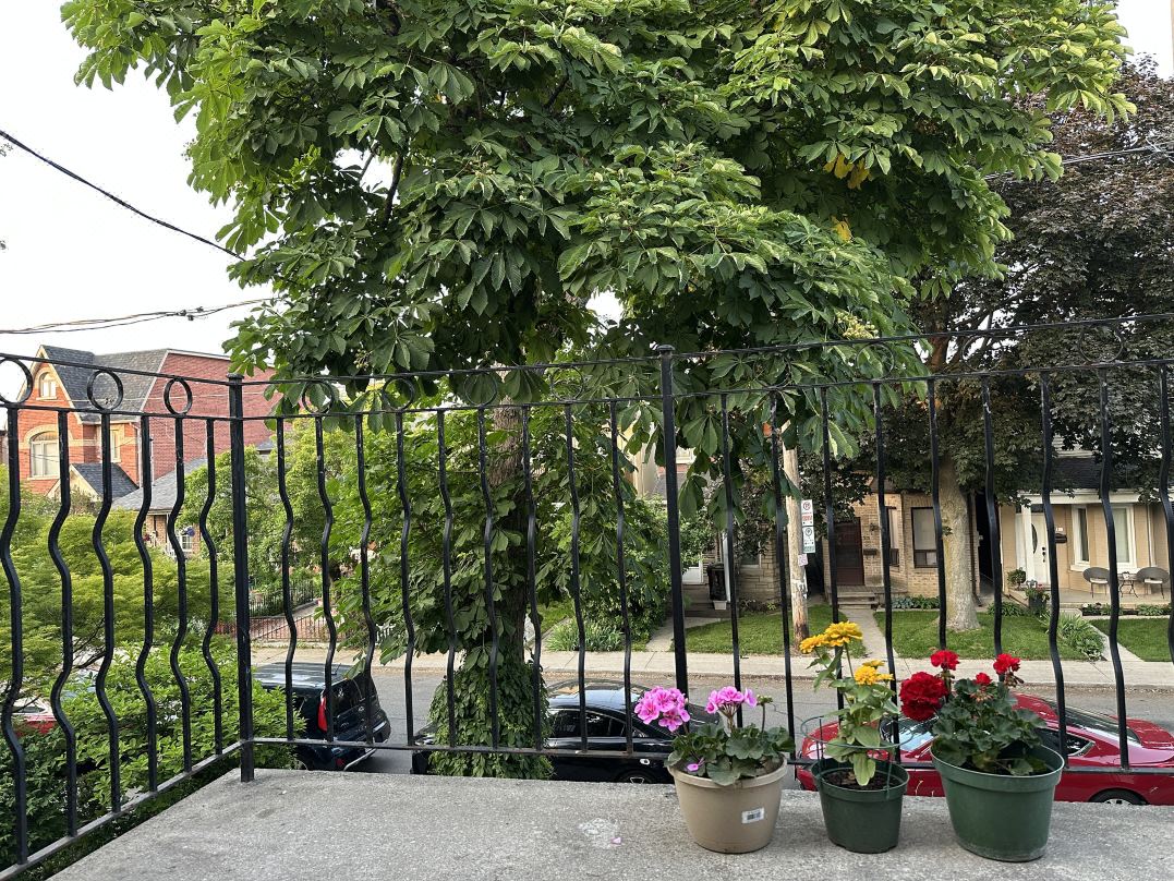 Maple Grove Cottage Inn Toronto Downtown with Free Parking