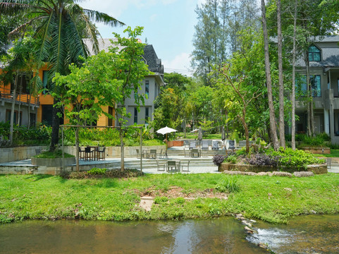 Tree Scape Mountain View
