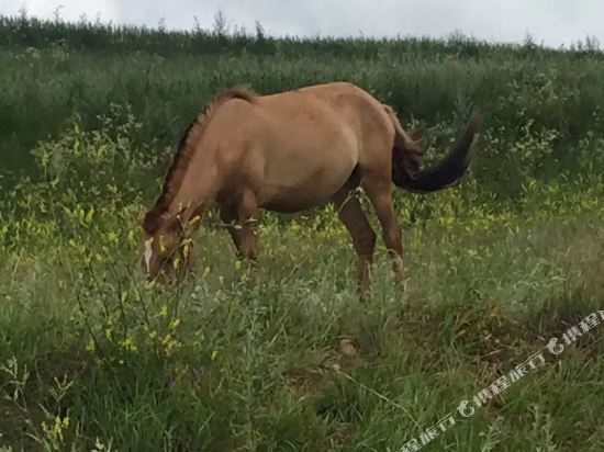 张北怡心家庭公寓