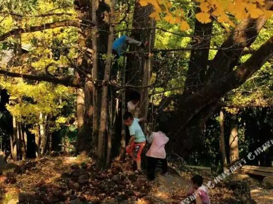 腾冲康杏园客栈