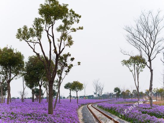 嘉兴碧云花海农家乐