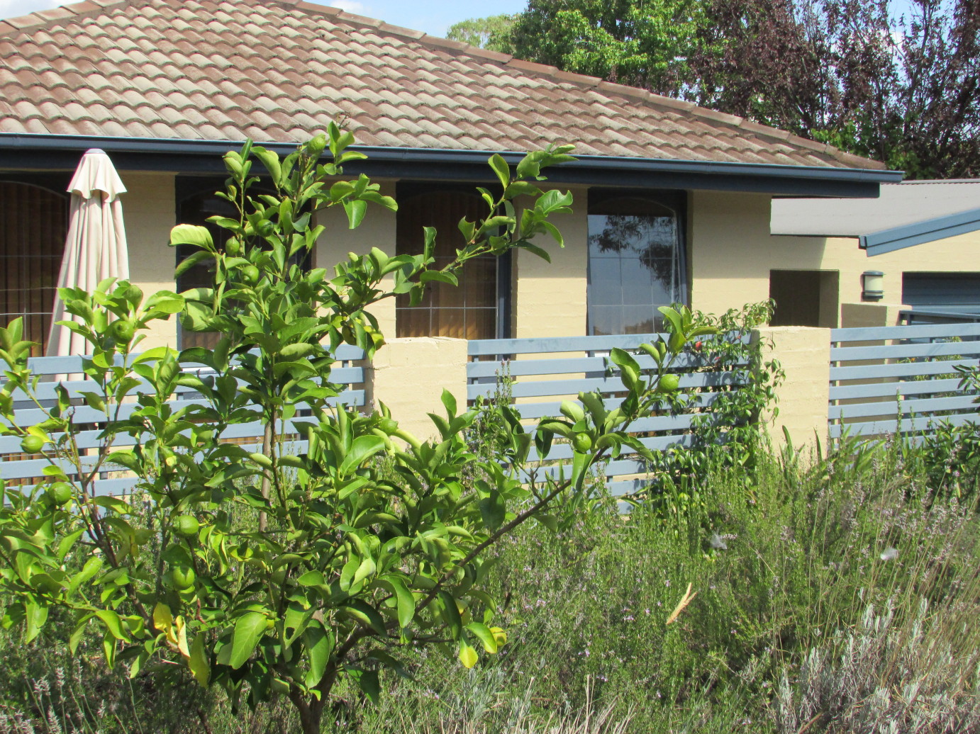 堪培拉博米树酒店-官方