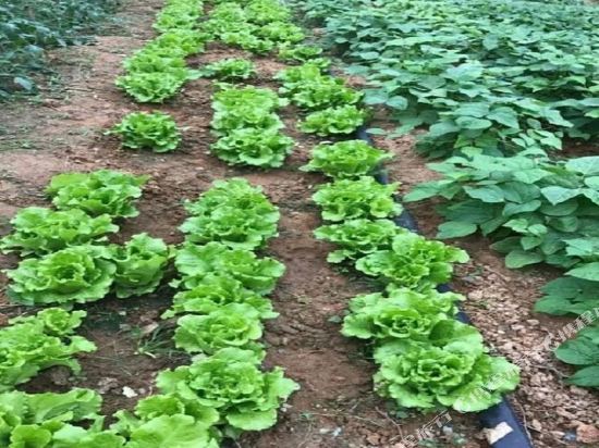 永春养生所公寓(乐东九所村店)