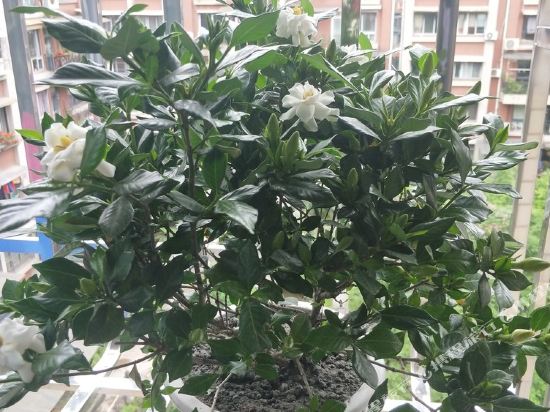 成都丹丹姐公寓