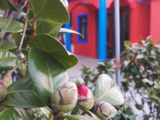 嵊泗枸杞岛八号花园民宿