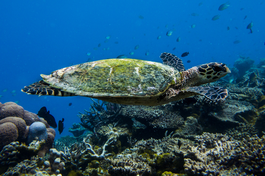 Ocean Retreat & Spa-官方