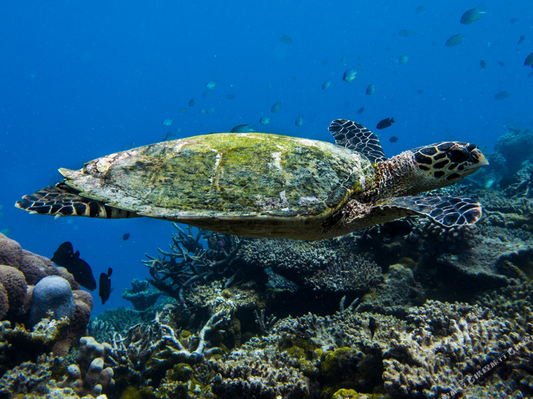 康杜玛岛酒店住宿-Ocean Retreat & Spa