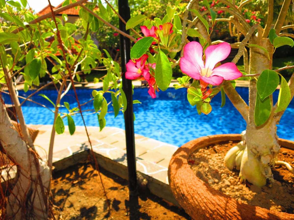 自由潜水度假村-官方