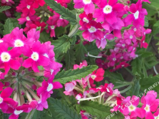 大同兄弟日租房