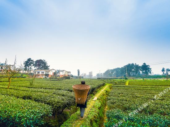 蒲江枣子树民宿