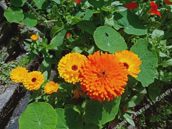 康定老背包客栈