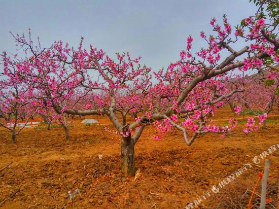 潍坊印象青州农家乐