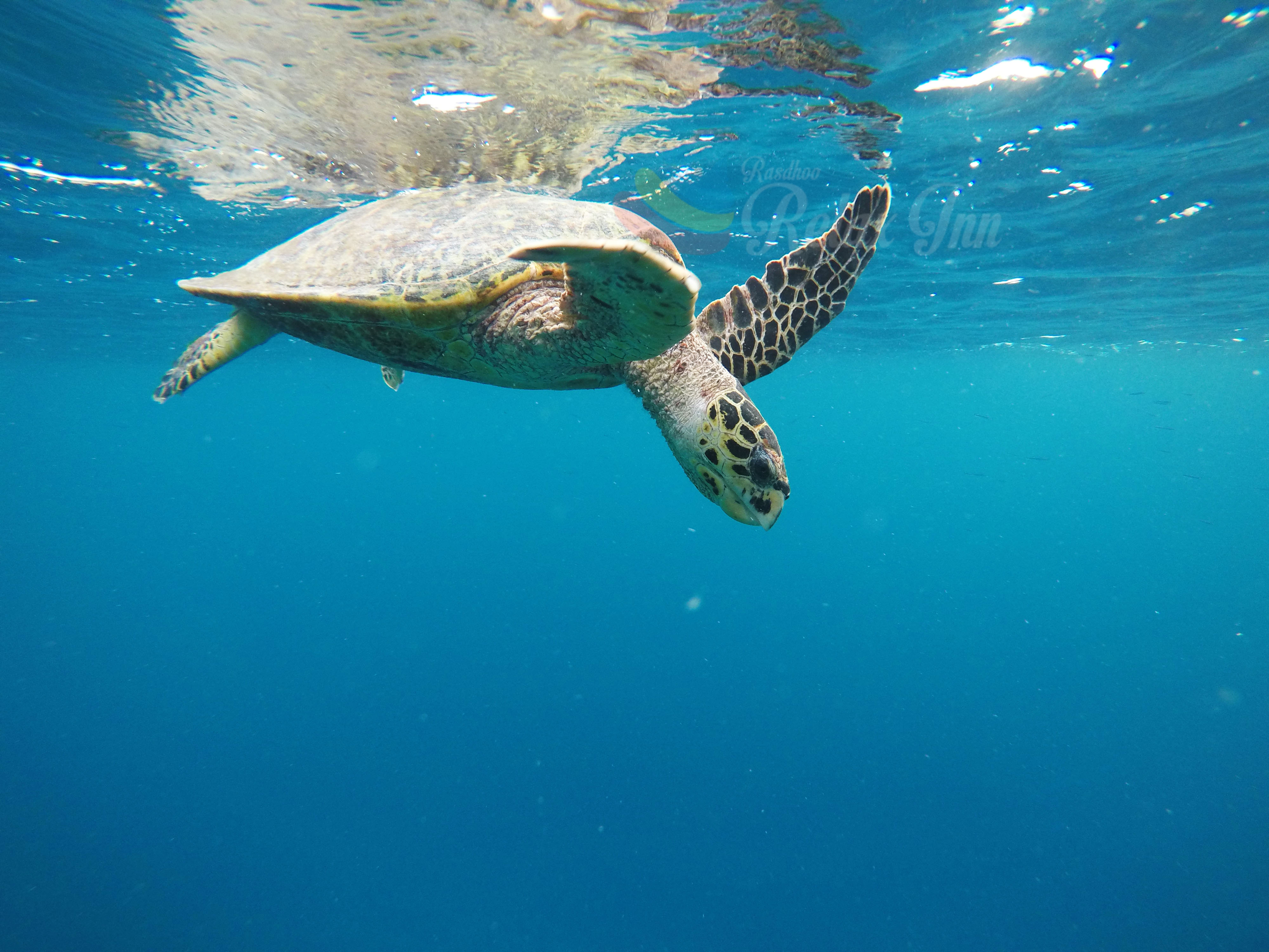 拉兹胡休闲酒店-官方