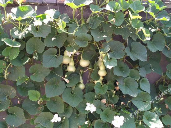 延川伟伟农家乐