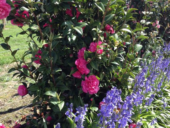 Bluebell Lodge And Cottage Hastings Price Address Reviews