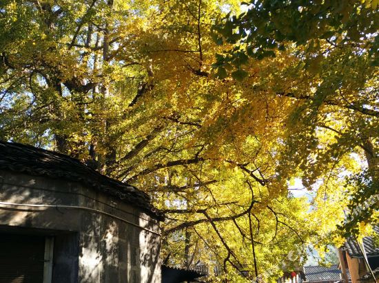 腾冲银杏村8号农家乐