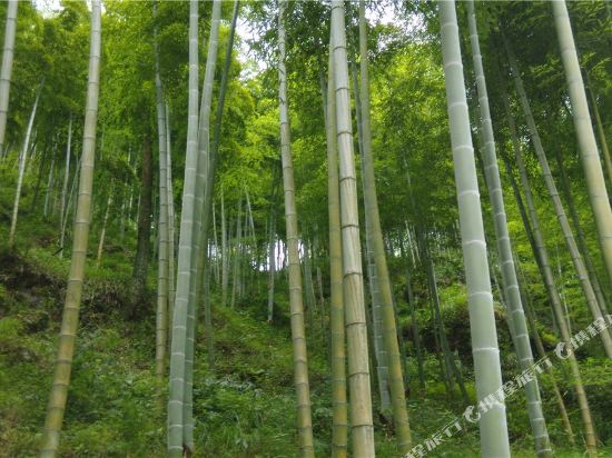 安吉蓓蕾农家乐