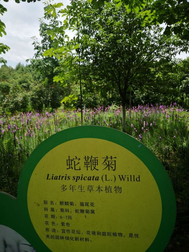 贵州龙架山国家森林公园旅行图片 5