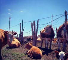 丰宁坝上草原-丰宁-世界美食游走达人