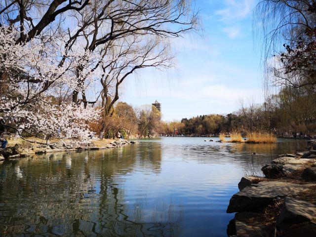 未名湖旅行图片 1