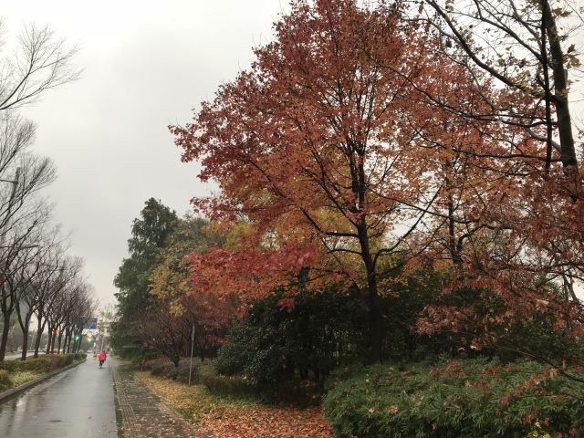 新江湾城公园旅行图片 8