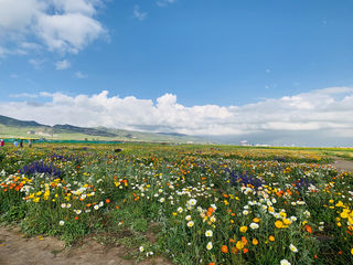 8天青甘川环线随遇而安自驾游