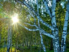 白桦林-布尔津-chaojile