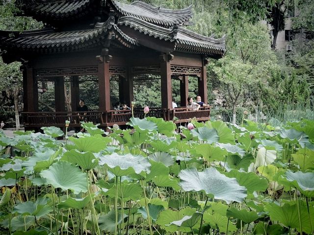 莲湖公园旅行图片 1