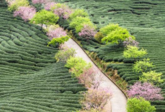 永福花乡景点图片