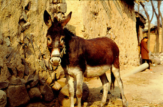 山西宁武石家庄，第二次来到黄土高原，感受依然是非常的强烈