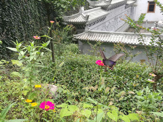 借问酒家何处？有牧童遥指-九华山池州三日游