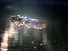 大明湖景区-济南