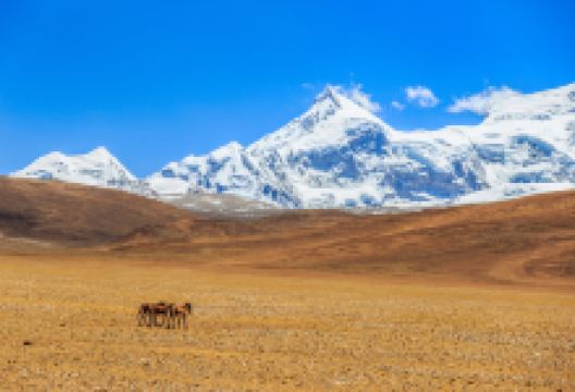 希夏邦马峰景点图片