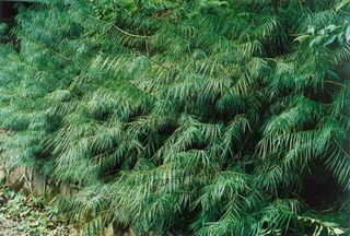 将石自然保护区-世外桃源的动植物王国