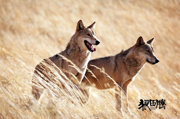 卓资县:蒙古族的狼图腾