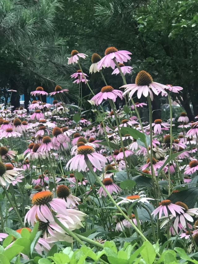 丽都花园旅行图片 5