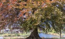 梦娜维尔花园-基督城-q****ky