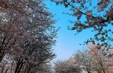 贵安樱花园-安顺-语曦xi🐲