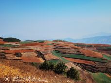 东川红土地-昆明-暖暖的麦子