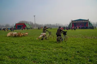 冯洪波:中原乡戏