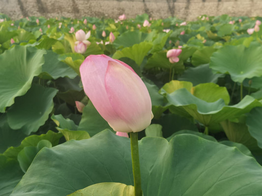 美丽乡村闲游记